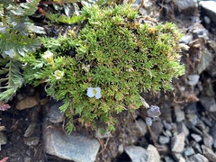 Thalictrum alpinum