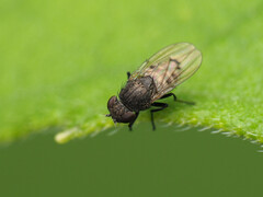 Paralimna punctipennis