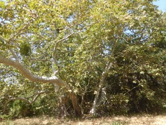 Platanus racemosa