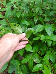 Vaccinium membranaceum