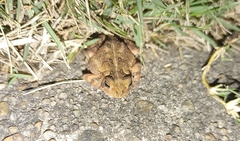 Anaxyrus americanus