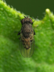 Paralimna punctipennis
