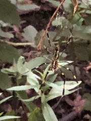 Trichonephila clavata