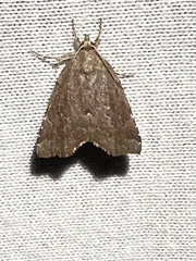 Cutina albopunctella