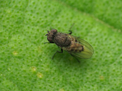 Paralimna punctipennis