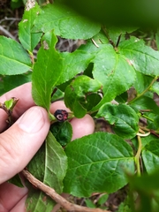 Vaccinium membranaceum