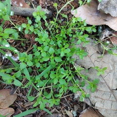 Stellaria media