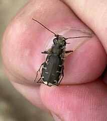 Cicindela repanda