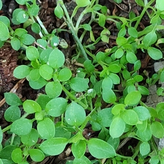 Stellaria media