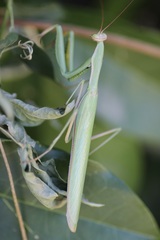 Mantis religiosa