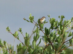 Prinia subflava