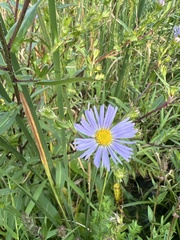 Symphyotrichum puniceum