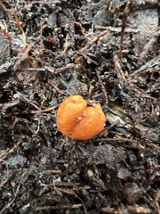 Zelleromyces