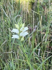 Chelone glabra