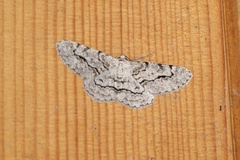 Stenoporpia pulmonaria