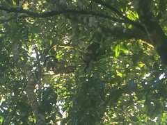 Dendrolagus lumholtzi