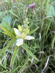 Chelone glabra