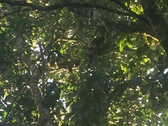 Dendrolagus lumholtzi