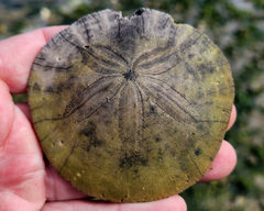 Dendraster excentricus