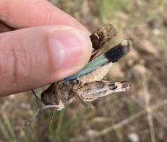 Leprus