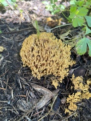 Ramaria stricta