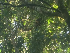 Dendrolagus lumholtzi