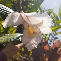 Sobralia leucoxantha
