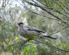 Anthochaera carunculata
