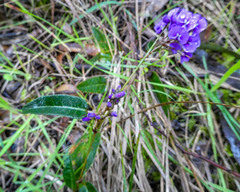 Hardenbergia violacea