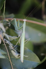 Mantis religiosa
