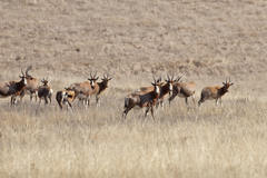 Damaliscus pygargus phillipsi