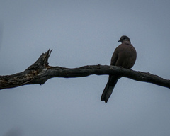 Streptopelia chinensis
