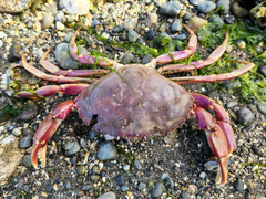 Metacarcinus gracilis