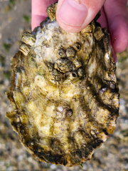 Ostreidae