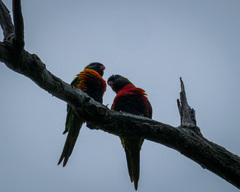 Trichoglossus moluccanus