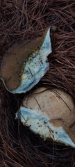 Suillus tomentosus