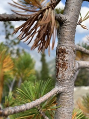 Cronartium ribicola
