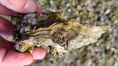 Ostreidae