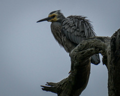 Egretta novaehollandiae