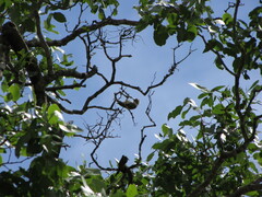 Chloropicus fuscescens