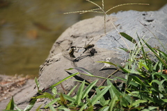 Orthetrum sabina