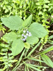 Ageratum conyzoides