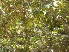 Platanus racemosa