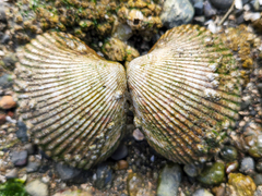 Clinocardium nuttallii