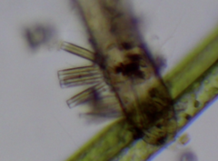 Bacillariophyceae