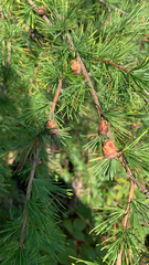 Larix laricina
