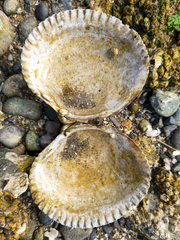 Clinocardium nuttallii