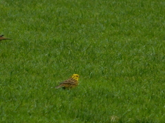 Emberiza citrinella caliginosa