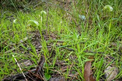 Pterostylis curta × nutans