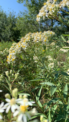 Doellingeria umbellata